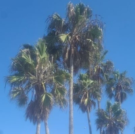 Wood ポルノスター アート 画像