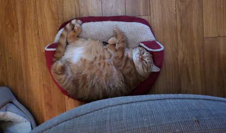 ニューハーフオンリーファン 美しいヌード 画像