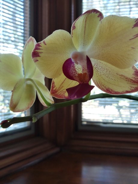 Deedee Darkness ポルノ女優 画像