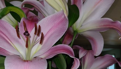 チェコのティーンズオンリーファンズ 美しい 写真