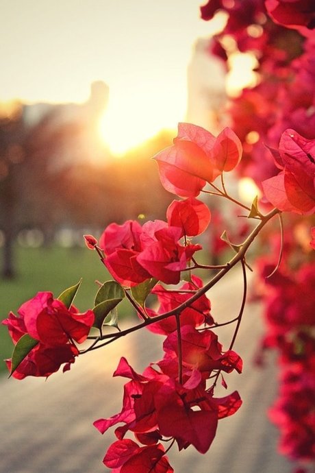 Red Enchantress ホットモデル 写真