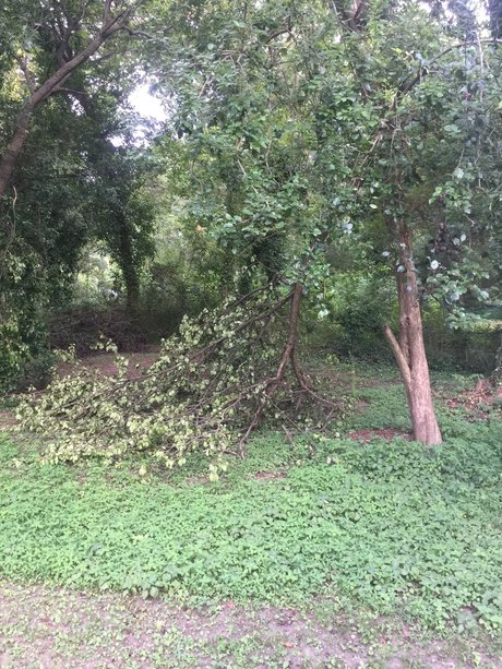 Tiger ポルノスター 写真