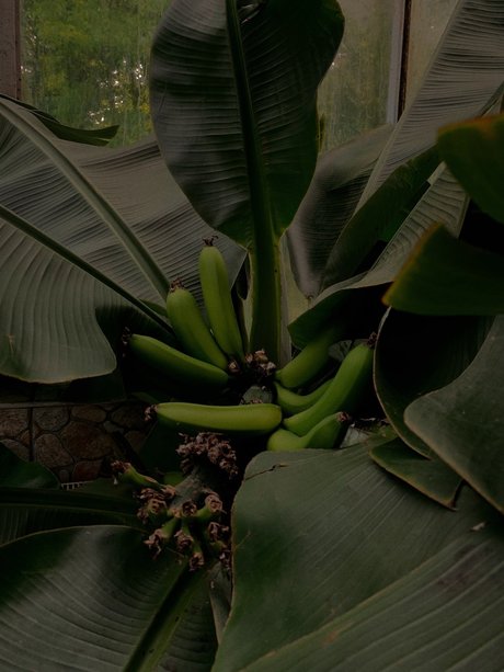 G R E E N_ ポルノスター トップ 写真