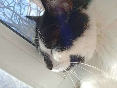 Theo Elina セクシーなポルノスター 画像