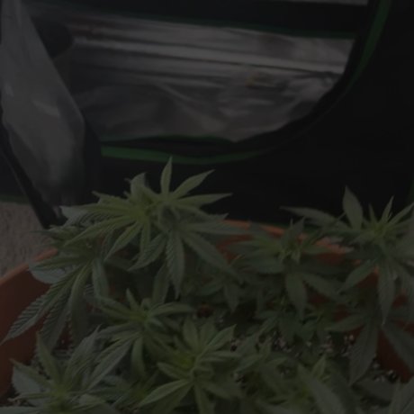 角質の女の子オンリーファンズ アダルト アーカイブ