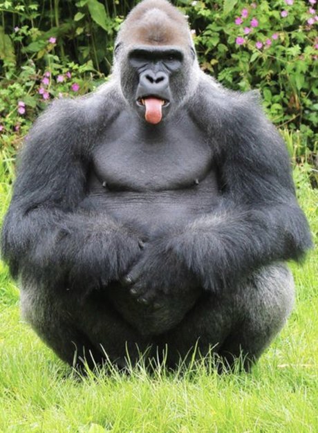 Pussy Pal AL ヌードスター アーカイブ