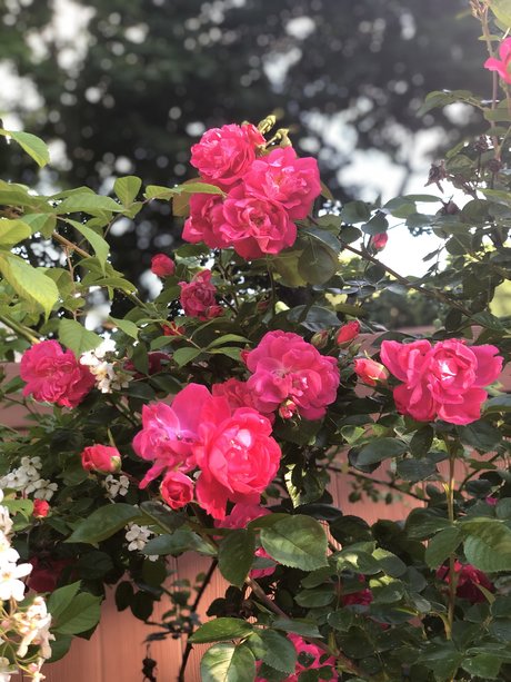 Broseph 高品質モデル 画像