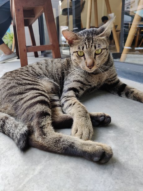 Manussapohn Mook 最高のポルノスター 画像