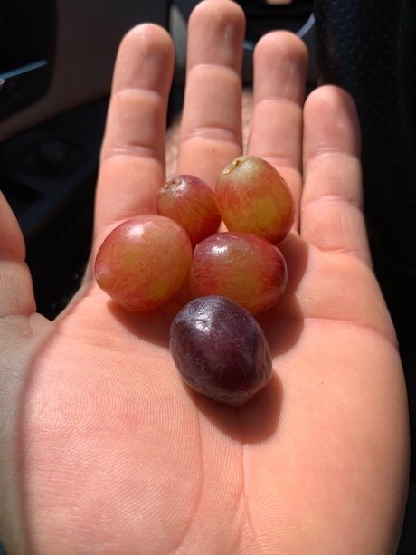 Stumbling Sailor スター 裸 画像