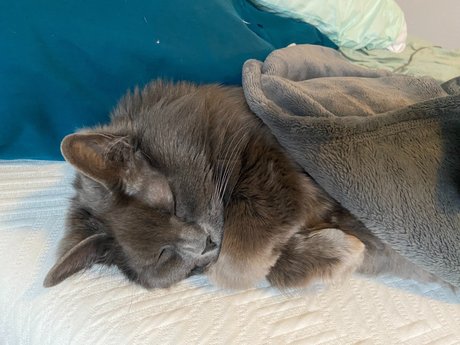 _abbythecat xxxスター アーカイブ