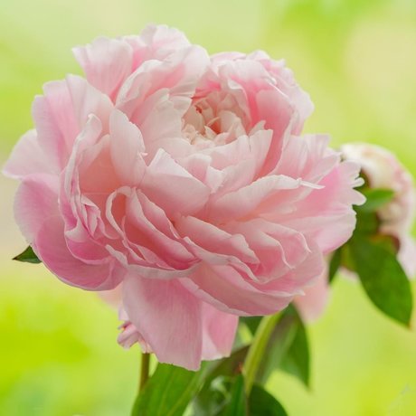 Penny Richards ヌードモデル 画像