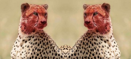 Tatted Cheetah_ トップ女優 ギャラリー