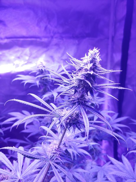 mountain man 女優 写真