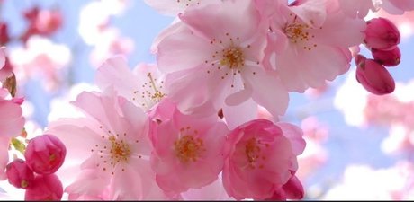 The Spider Queen 完璧なスター 画像