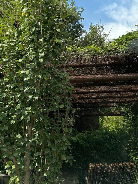 miko エロティックなスター 写真