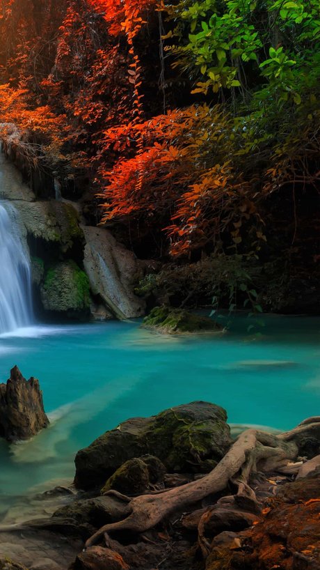 _Wolf スター 写真