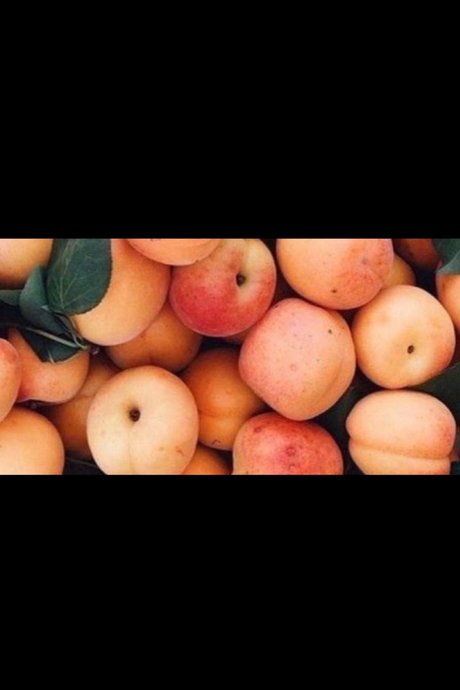 Aden 素敵なスター 写真