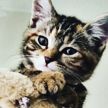 MewPaul ポルノモデル 写真