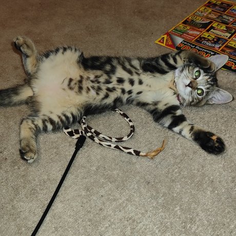 MewPaul ポルノスター 独占 写真