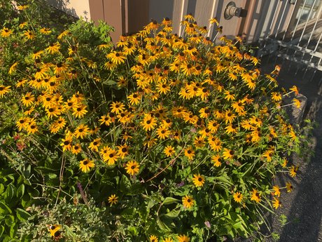 petal valentine XXXモデル 写真