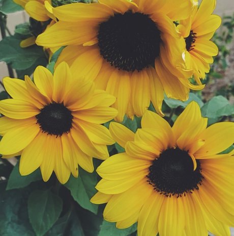 Regina George 最高のスター ギャラリー