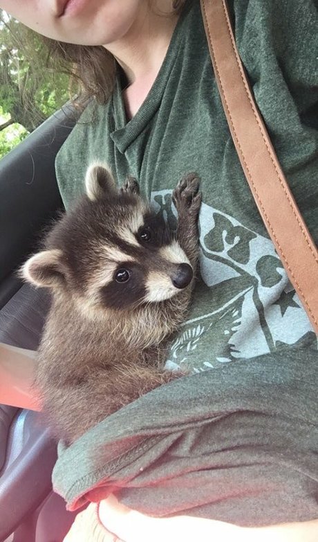 Rose Castella トップスター ギャラリー