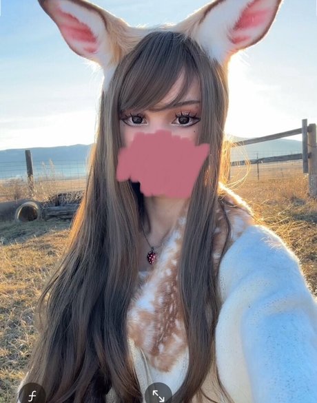 Kittypet スター xxx 写真