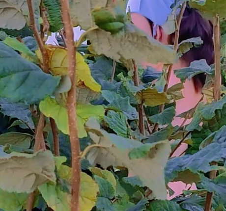 CatalinaOutdoors 最高のモデル 写真