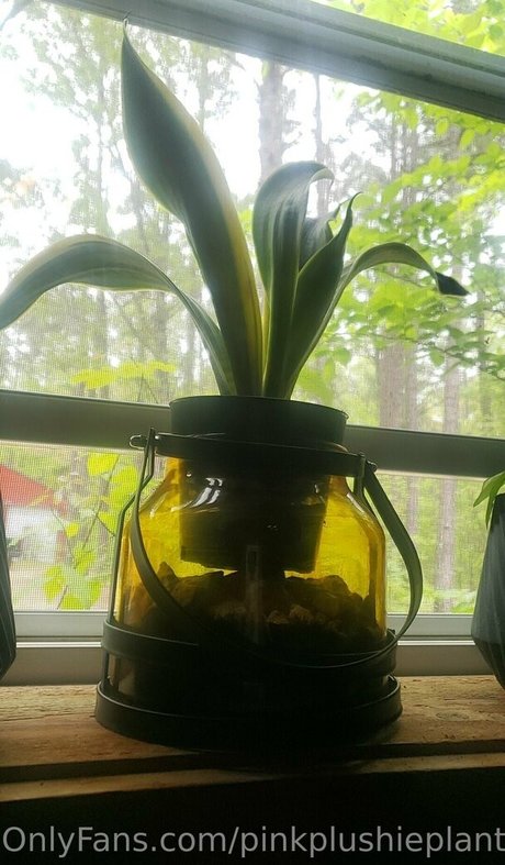 pinkplushieplants 完璧なスター 写真