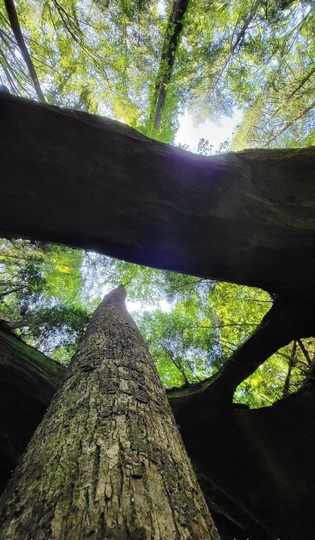 pinkplushieplants ポルノスター 素敵 写真