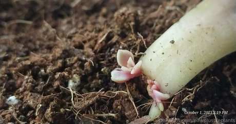 pinkplushieplants かわいいスター 画像