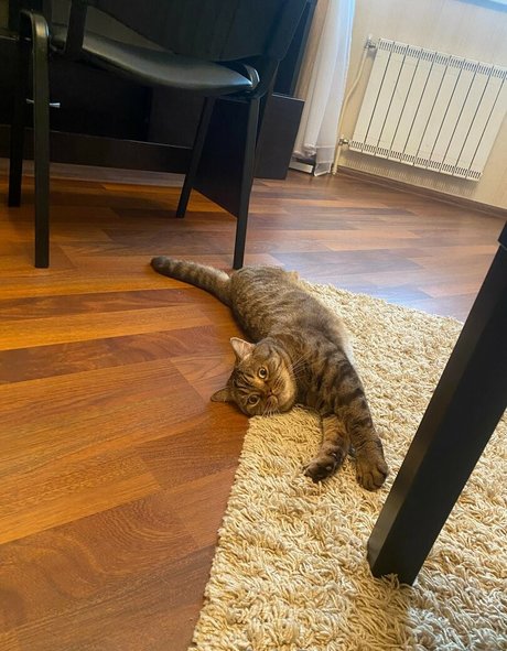 Elis222 ポルノスター アダルト アーカイブ