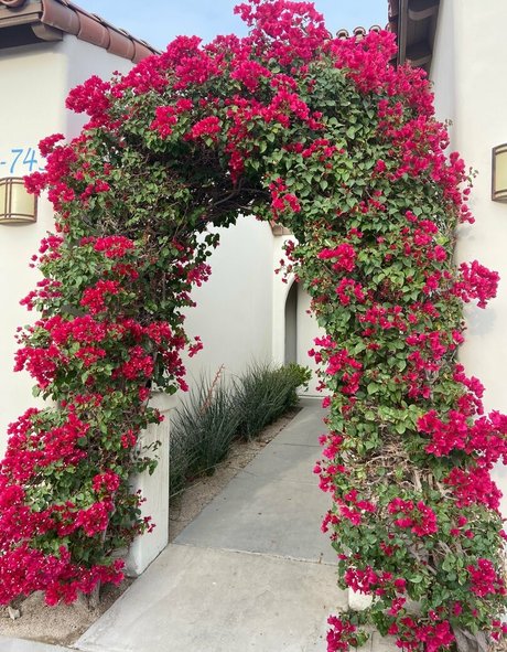 lilrosiedoll ヌードモデル 写真