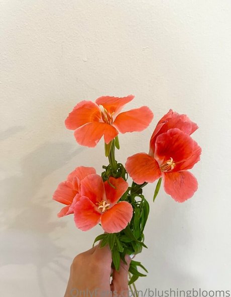 blushingblooms 美しいポルノスター アーカイブ