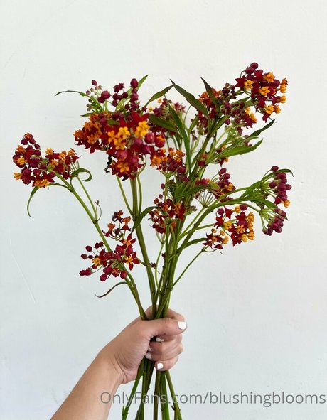 blushingblooms セックス女優 写真