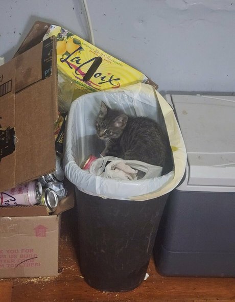 katcalico スター 裸 画像