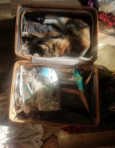 katcalico 最高のモデル アーカイブ