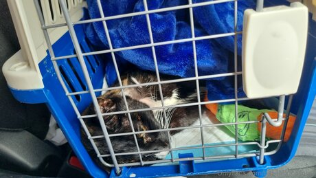 Billiebugcosplay ポルノスター パーフェクト 写真