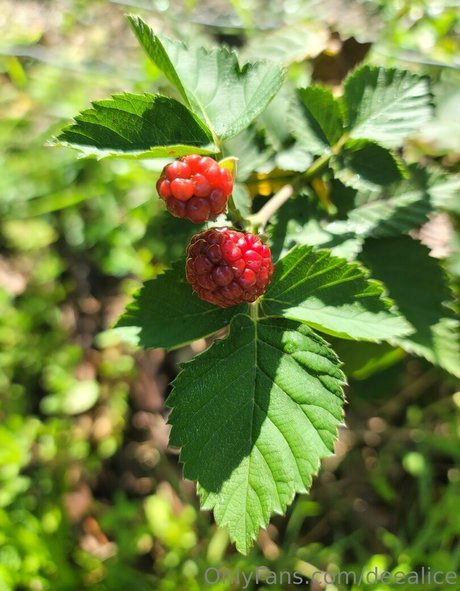 アマチュアカップルオンリーファンズ ポルノグラフィック ギャラリー