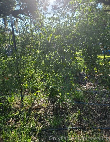 deealice ポルノスター アダルト 写真