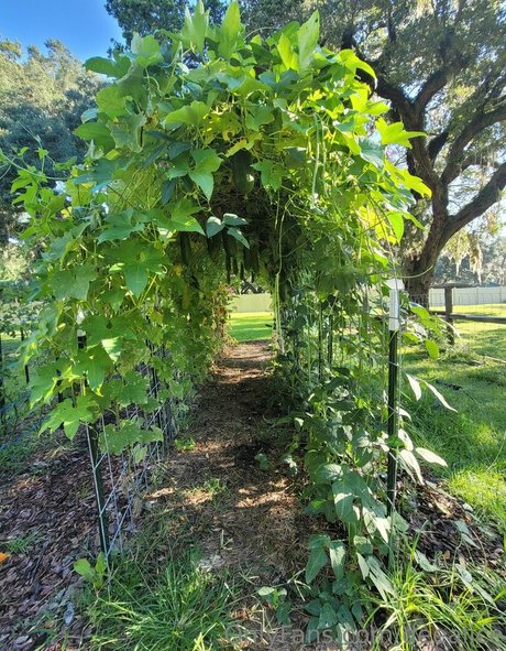 deealice ポルノスター トップ ギャラリー