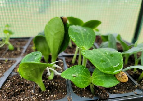 Tガールオンリーファン 無料アダルト 画像