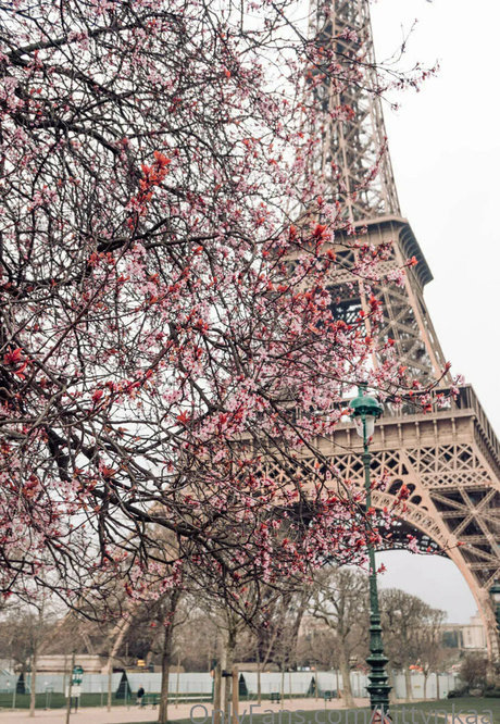 kittynkaa かわいいスター ギャラリー