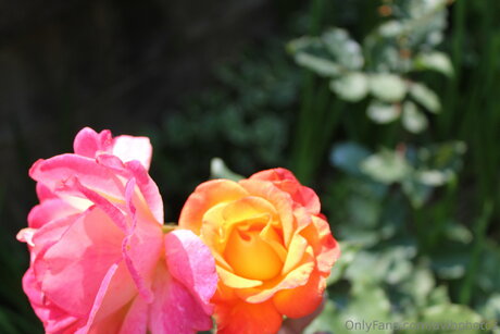 Avibphotos 裸モデル 写真