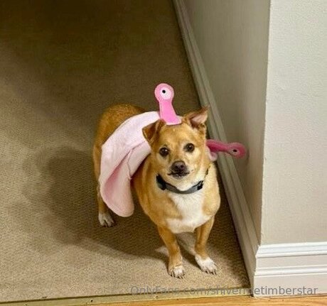 柔軟なオンリーファンズ 無料 画像