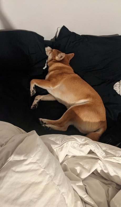 痩せたシーメールオンリーファンズ 無料 画像