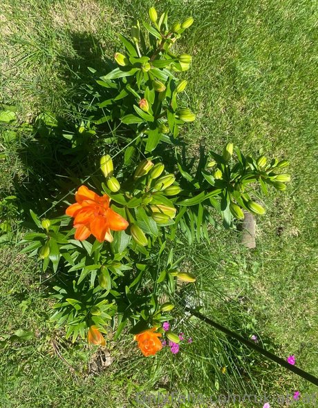 rukiabrat アダルトモデル 写真