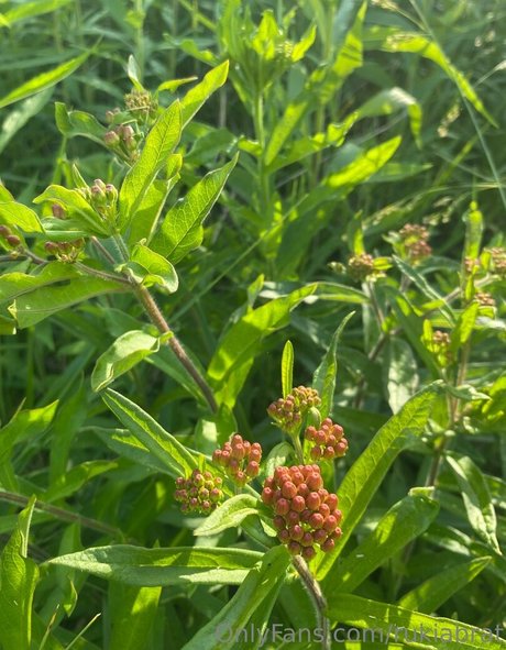 rukiabrat 無料モデル 画像