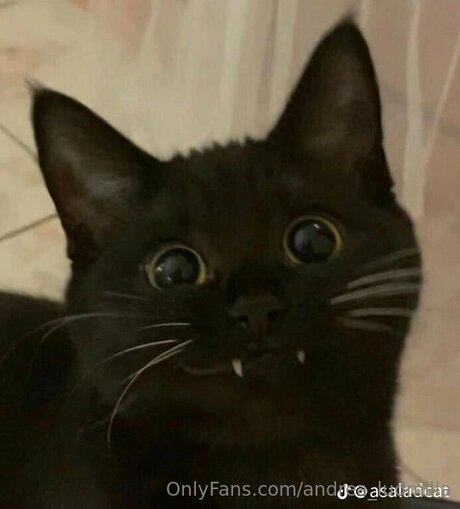 Andrea Ludmilla 独占女優 ギャラリー