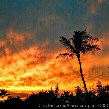 Hawaiian Punch808 トップモデル 画像